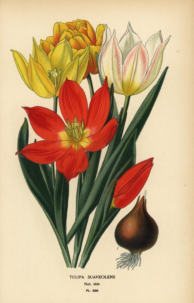 施伦克郁金香、Tulipa suaveolens 或 Tulipa schrenkii。 彩色平版印刷，出自 Desire Bois 的插图，出自爱德华·斯特普 (Edward Step) 最喜欢的花园和温室花卉，弗雷德里克·沃恩 (Frederick Warne)，伦敦 作者 Desire Georges Jean Marie Bois