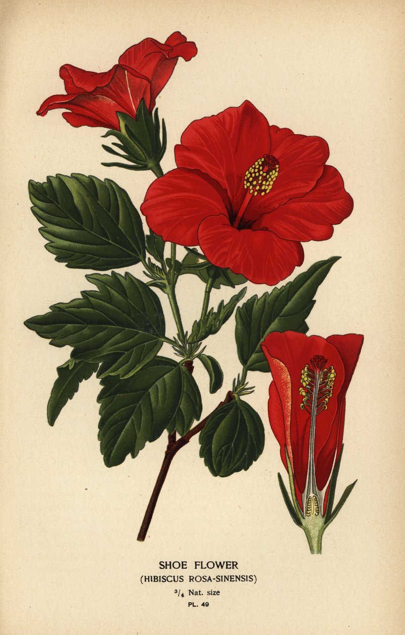 鞋花或中国玫瑰，Hibiscus rosa-sinensis。 作者 Desire Georges Jean Marie Bois