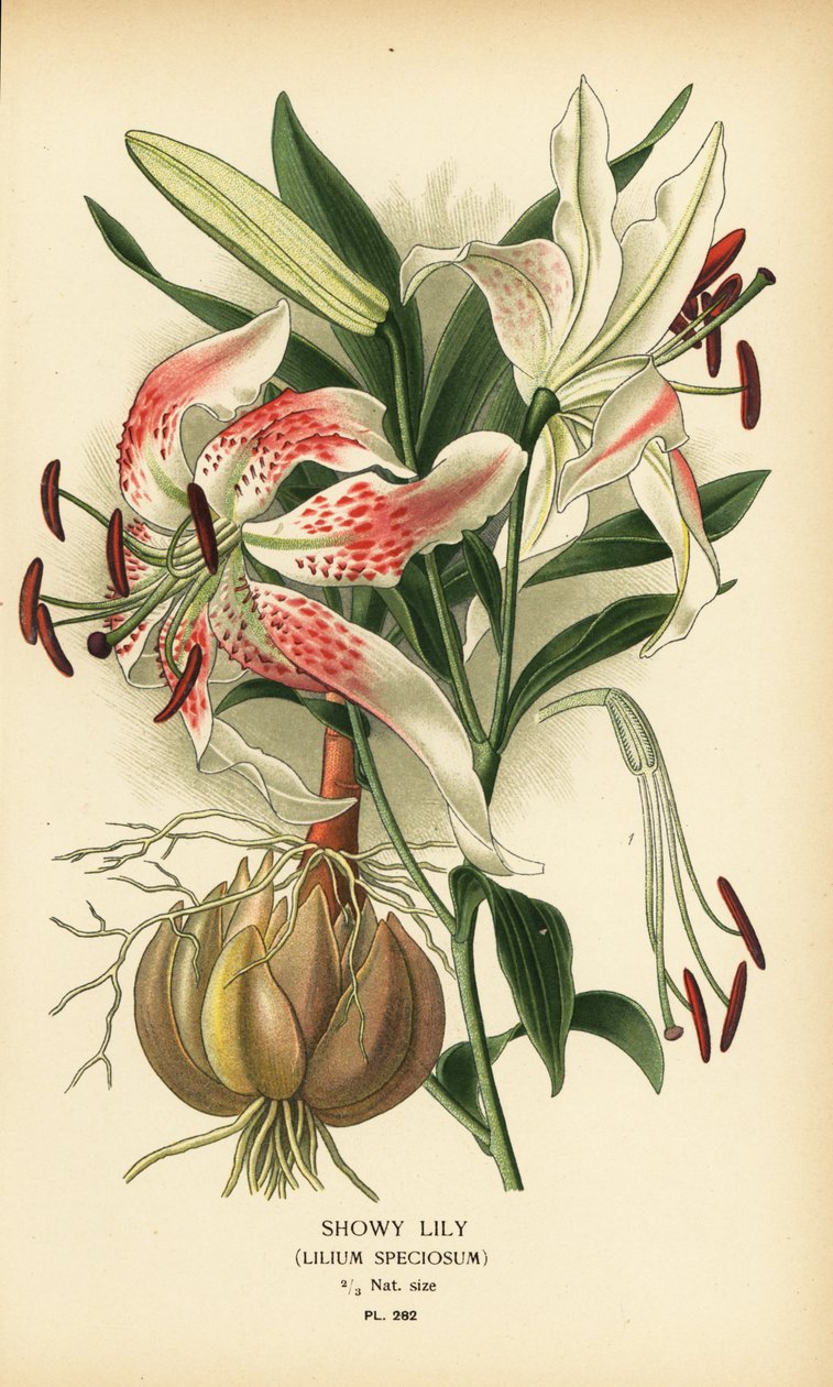 艳丽百合，Lilium speciosum。根据 Desire Bois 的插图绘制的铬版画，选自 Edward Step 的《花园和温室中最受欢迎的花》，Frederick Warne 出版社，伦敦 作者 Desire Georges Jean Marie Bois