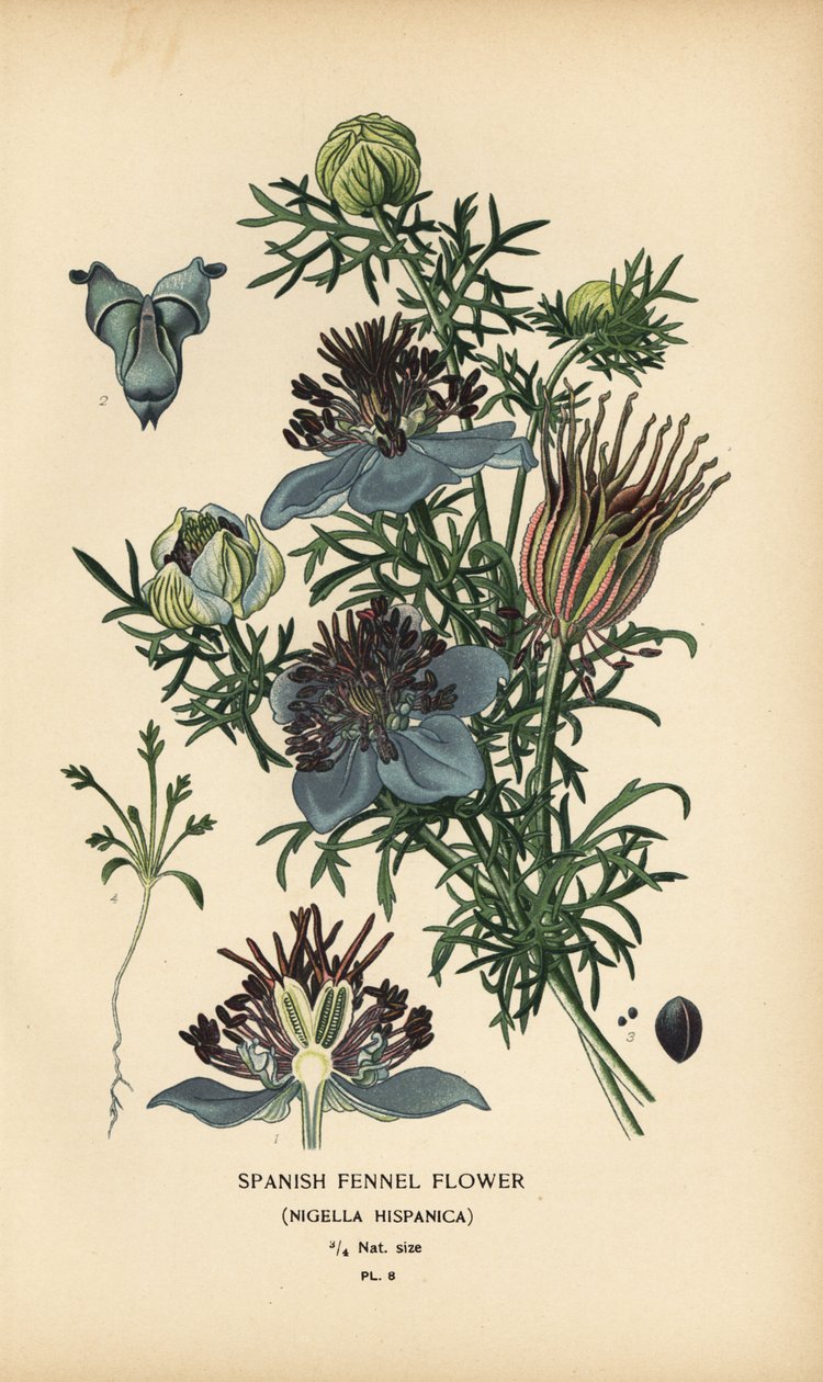 西班牙茴香，Nigella hispanica。 作者 Desire Georges Jean Marie Bois