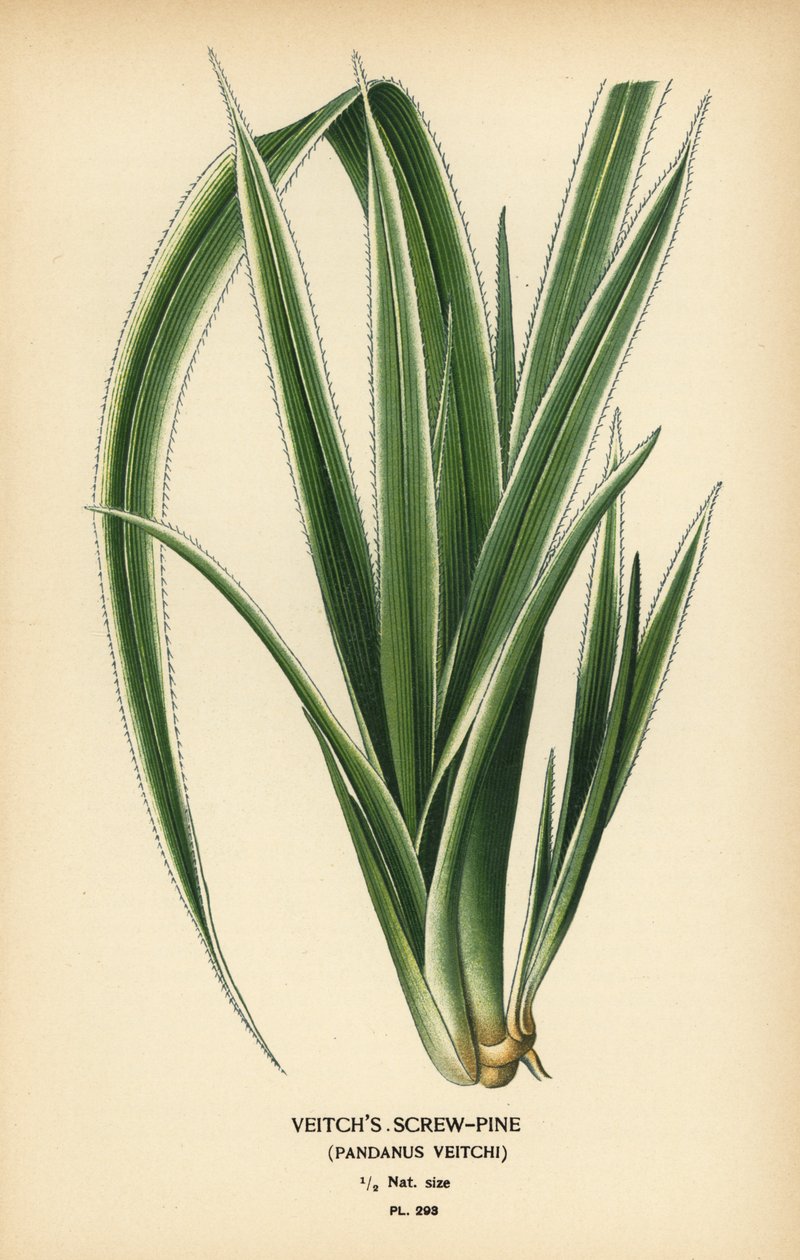 大溪地螺丝松，Pandanus tectorius（Veitch 螺丝松，Pandanus veitchii）。 彩色平版印刷，出自 Desire Bois 的插图，出自爱德华·斯特普 (Edward Step) 最喜欢的花园和温室花卉，弗雷德里克·沃恩 (Frederick Warne)，伦敦 作者 Desire Georges Jean Marie Bois