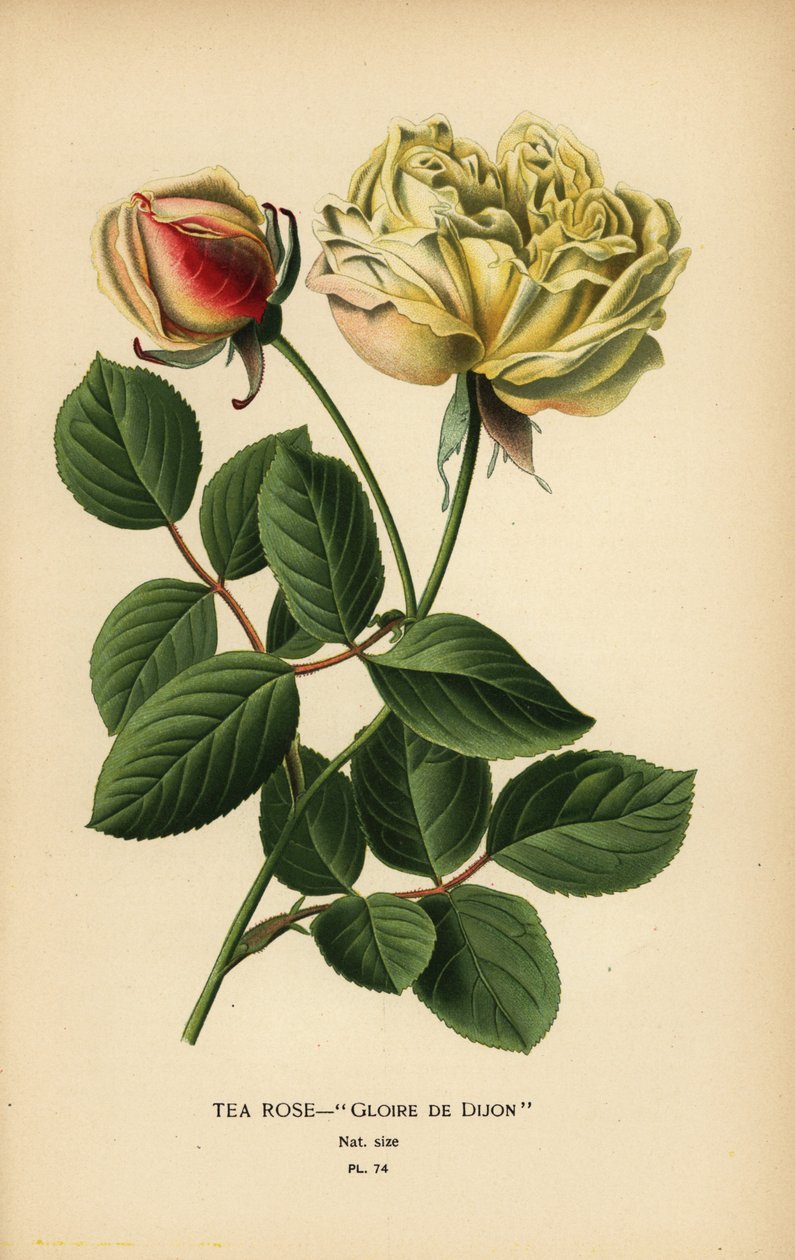 茶玫瑰杂交种，Gloire de Dijon，Rosa × odorata。 作者 Desire Georges Jean Marie Bois