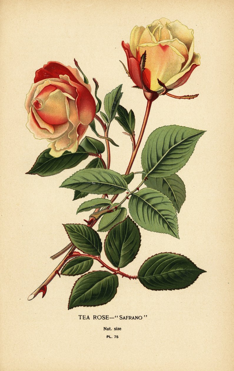茶玫瑰杂交种，Safrano，Rosa × odorata。 作者 Desire Georges Jean Marie Bois