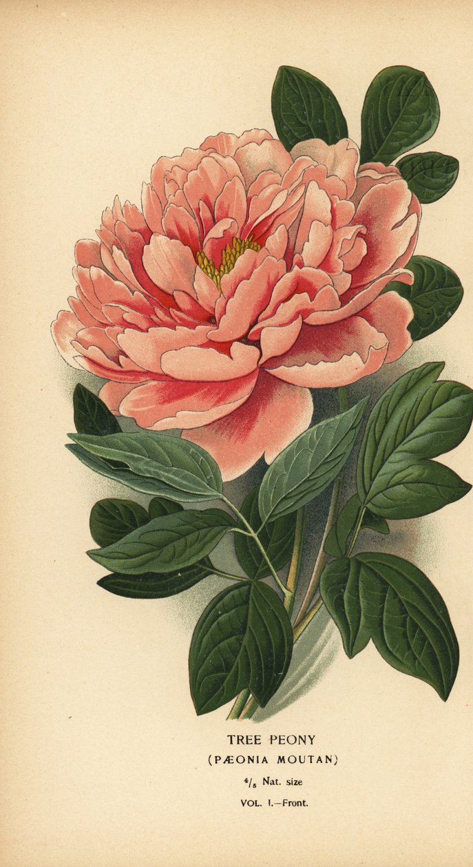 树牡丹，Paeonia moutan。 作者 Desire Georges Jean Marie Bois