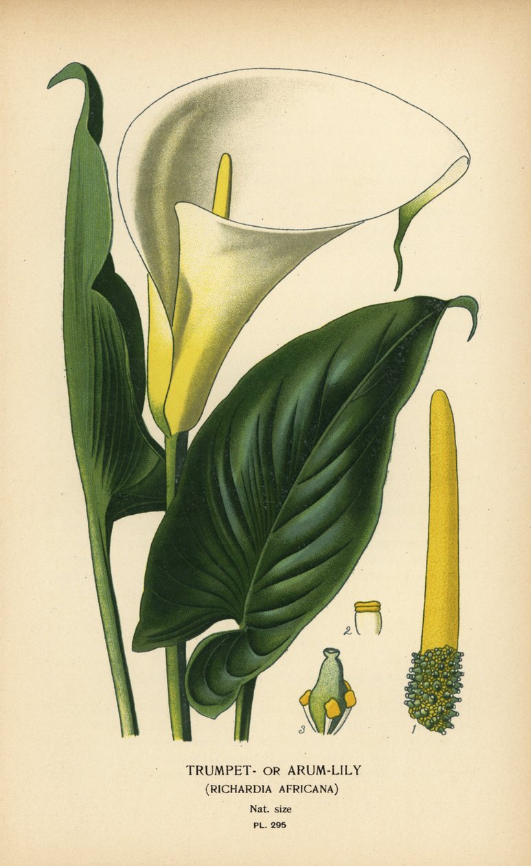 喇叭百合、海芋百合或马蹄莲、马蹄莲 (Richardia africana)。 彩色平版印刷，出自 Desire Bois 的插图，出自爱德华·斯特普 (Edward Step) 最喜欢的花园和温室花卉，弗雷德里克·沃恩 (Frederick Warne)，伦敦 作者 Desire Georges Jean Marie Bois
