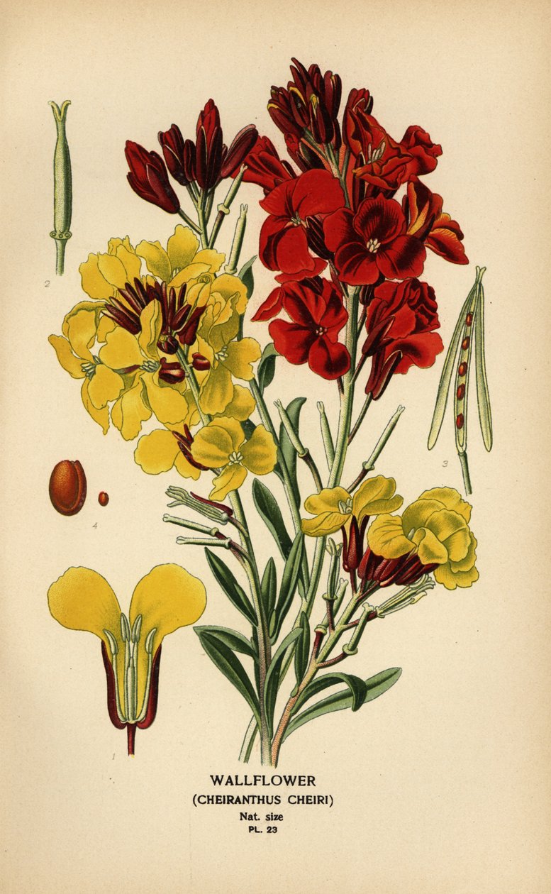 墙花，Erysimum × cheiri。 作者 Desire Georges Jean Marie Bois