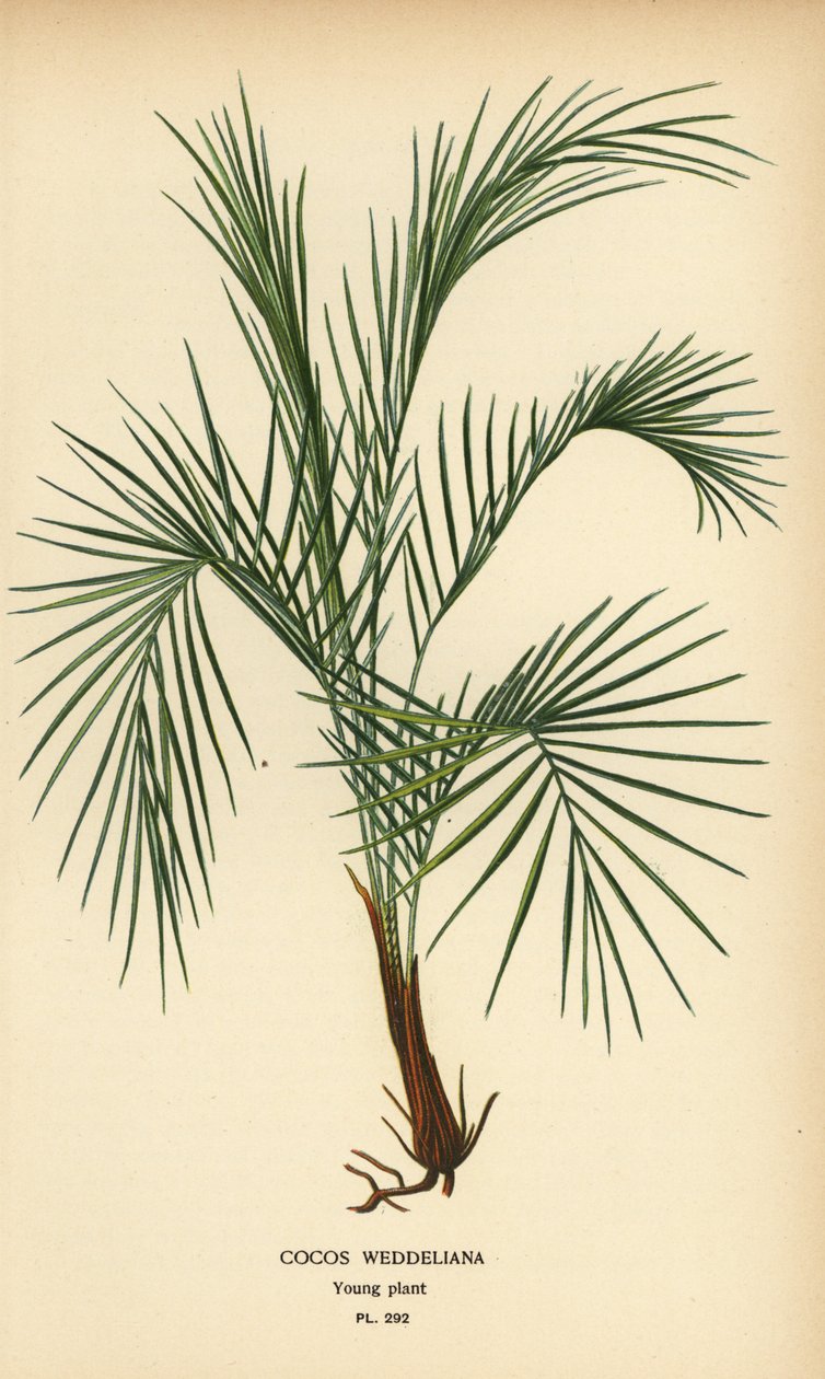 威德尔棕榈，Lytocaryum weddellianum，幼苗（Cocos weddeliana）。 彩色平版印刷，出自 Desire Bois 的插图，出自爱德华·斯特普 (Edward Step) 最喜欢的花园和温室花卉，弗雷德里克·沃恩 (Frederick Warne)，伦敦 作者 Desire Georges Jean Marie Bois