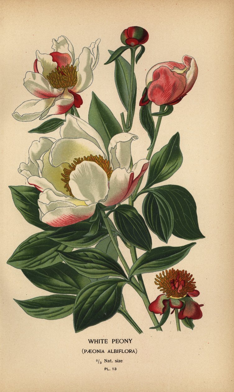 白芍，芍药。 作者 Desire Georges Jean Marie Bois