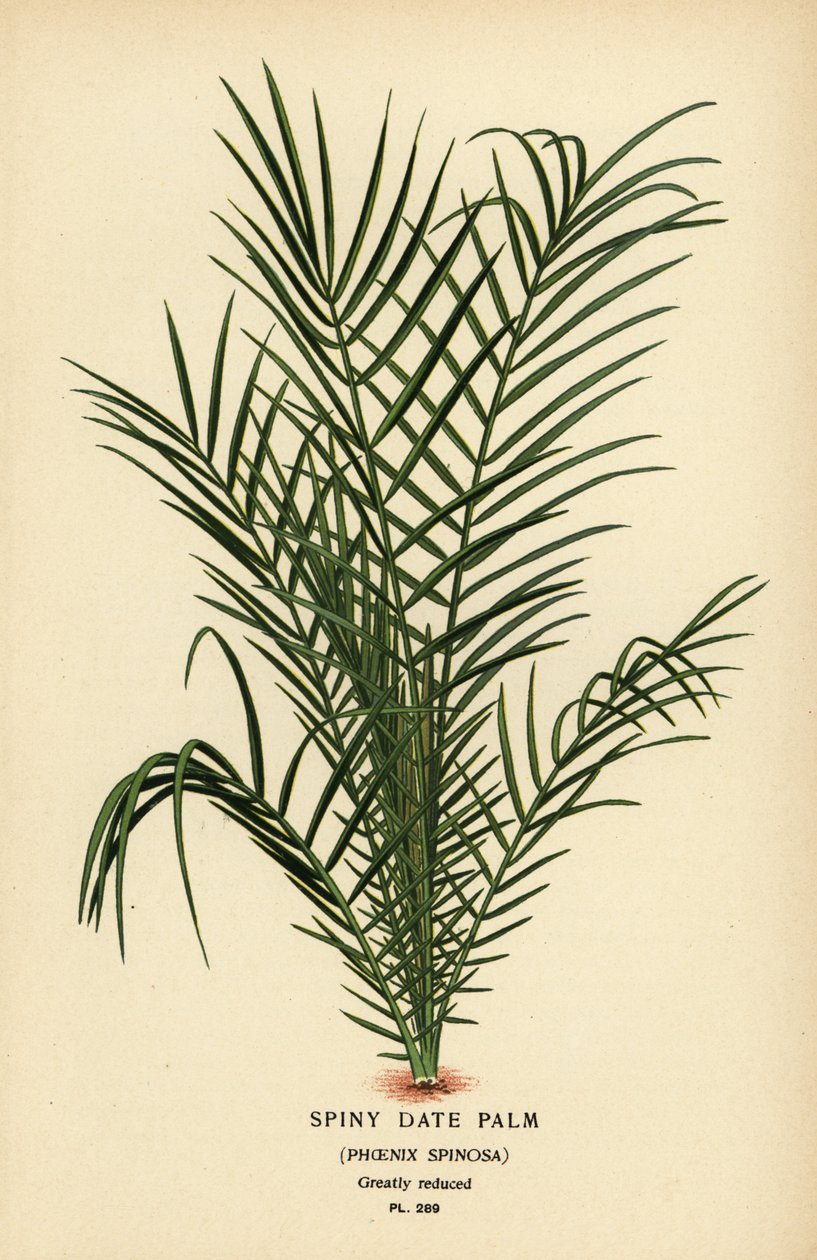 野生枣椰树或塞内加尔枣椰树、Phoenix relinata（多刺枣椰树、Phoenix spinosa）。 彩色平版印刷，出自 Desire Bois 的插图，出自爱德华·斯特普 (Edward Step) 最喜欢的花园和温室花卉，弗雷德里克·沃恩 (Frederick Warne)，伦敦 作者 Desire Georges Jean Marie Bois