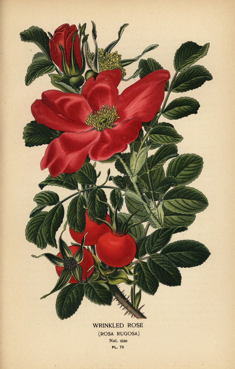 皱纹玫瑰，Rosa rugosa。 作者 Desire Georges Jean Marie Bois