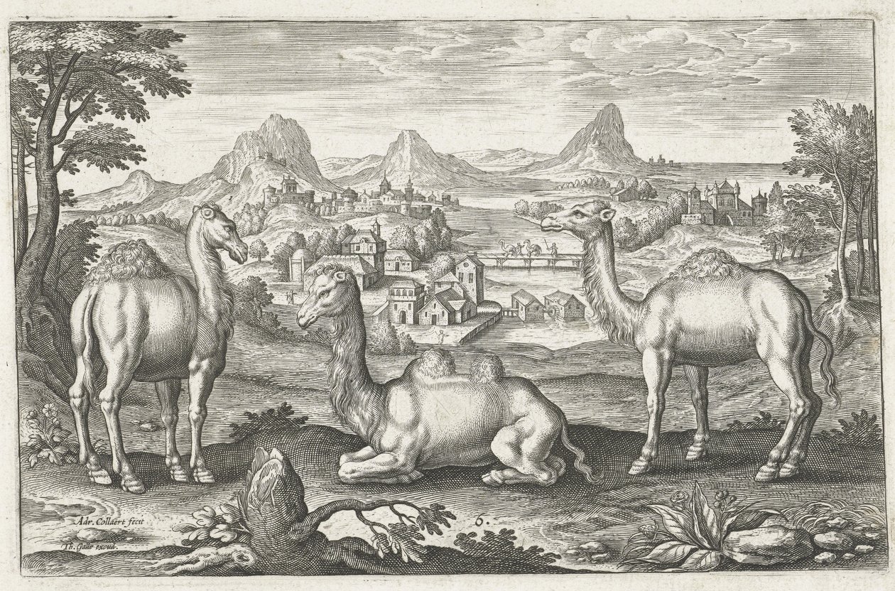 三只骆驼，由Adriaen Collaert雕刻（约1560年至1618年） 作者 荷兰学校