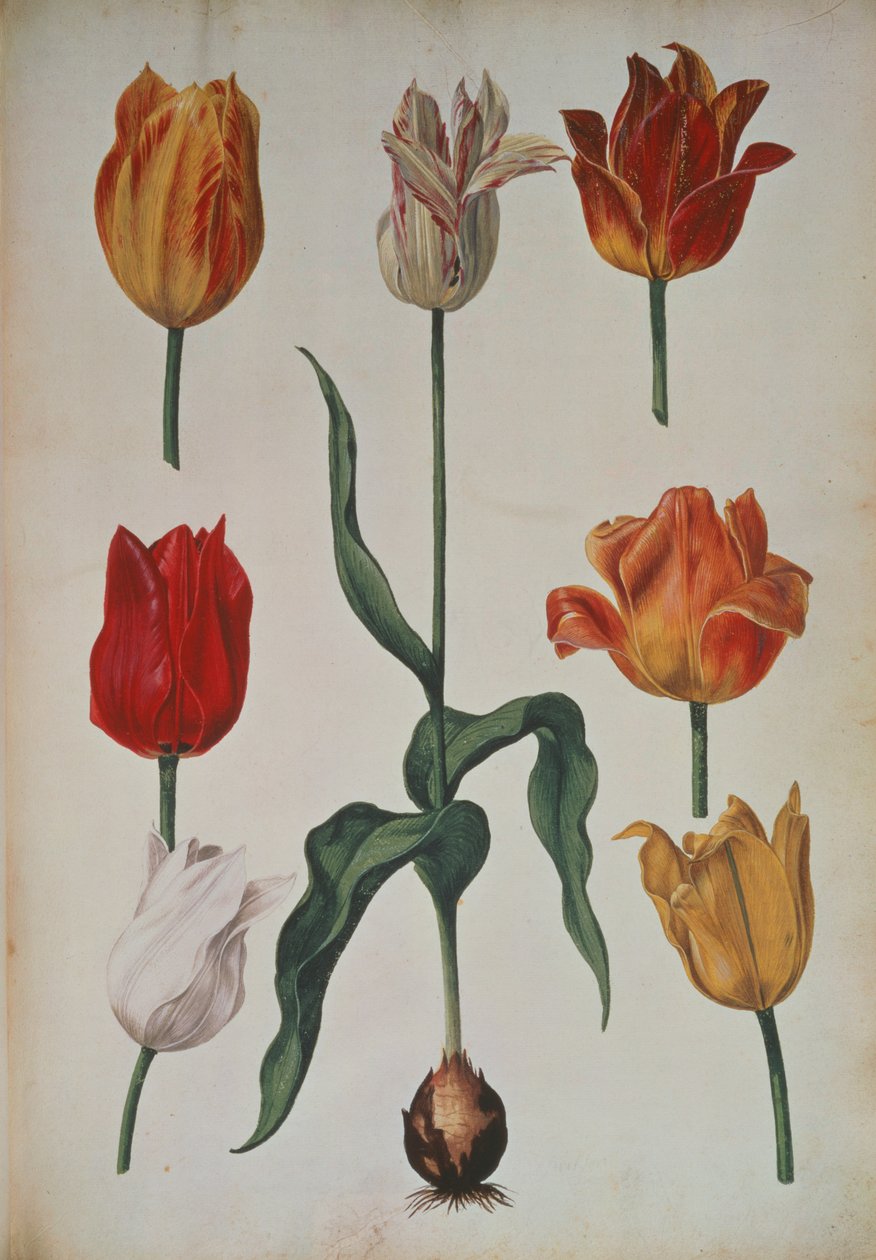 郁金香：从鲜花收集到自然绘制（从大自然中抽取的花朵集合）c.1630 作者 荷兰学校