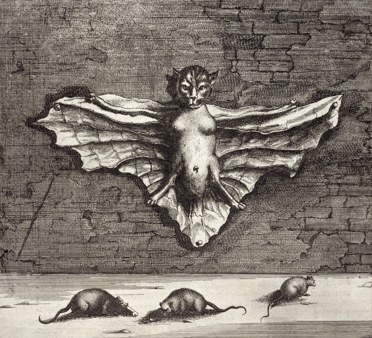被称为飞行猫的蝙蝠，来自中国，由Athanasius Kircher（1601-80）1667画报 作者 荷兰学校