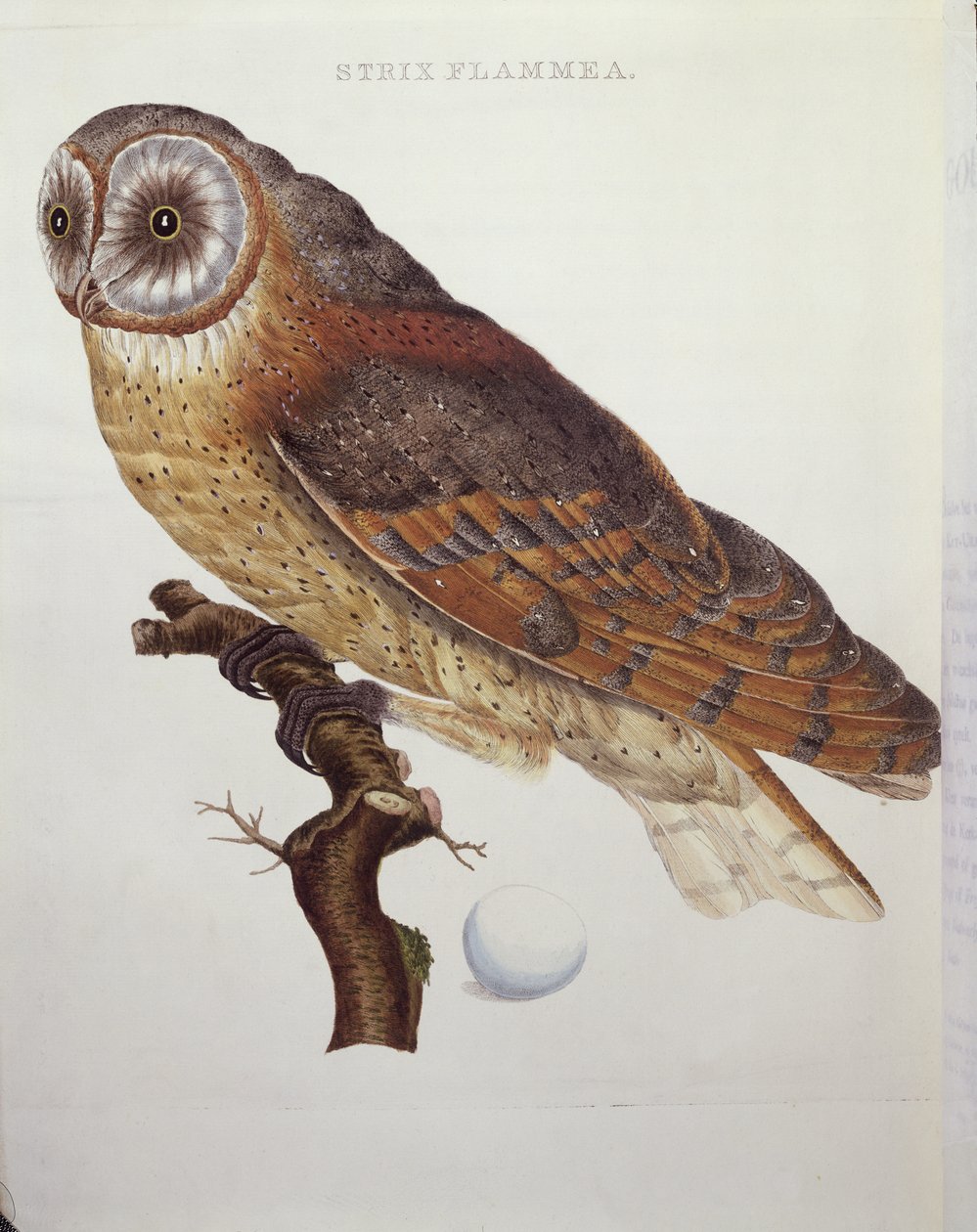 谷仓猫头鹰（Strix Flammea）1796 作者 荷兰学校