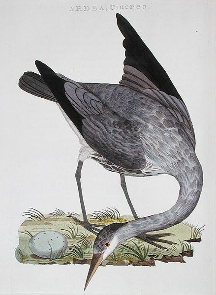 Heron，在阿姆斯特丹出版 作者 荷兰学校