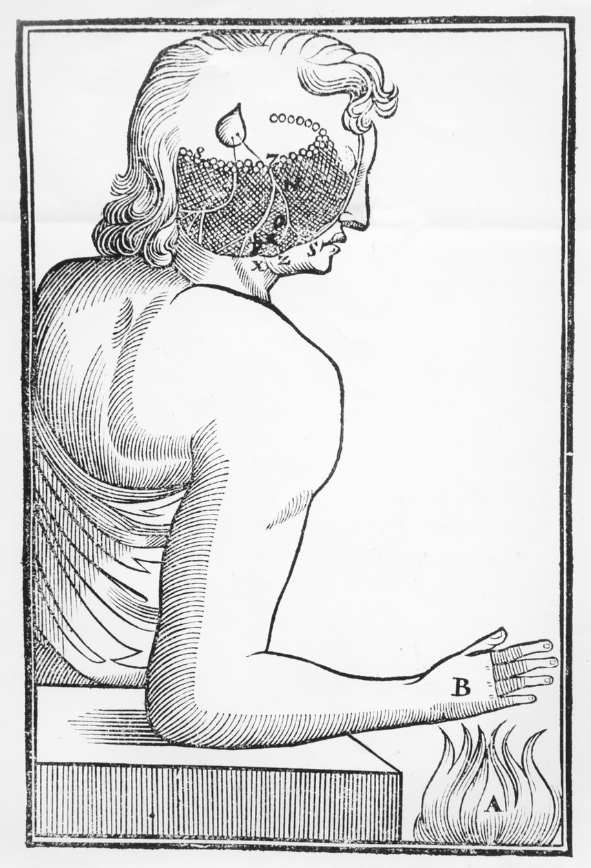 1677年由Elsevier在阿姆斯特丹出版的“Tractatus de Homine”中关于人类神经系统与火灾反应的工作和效果的图示 作者 荷兰学校