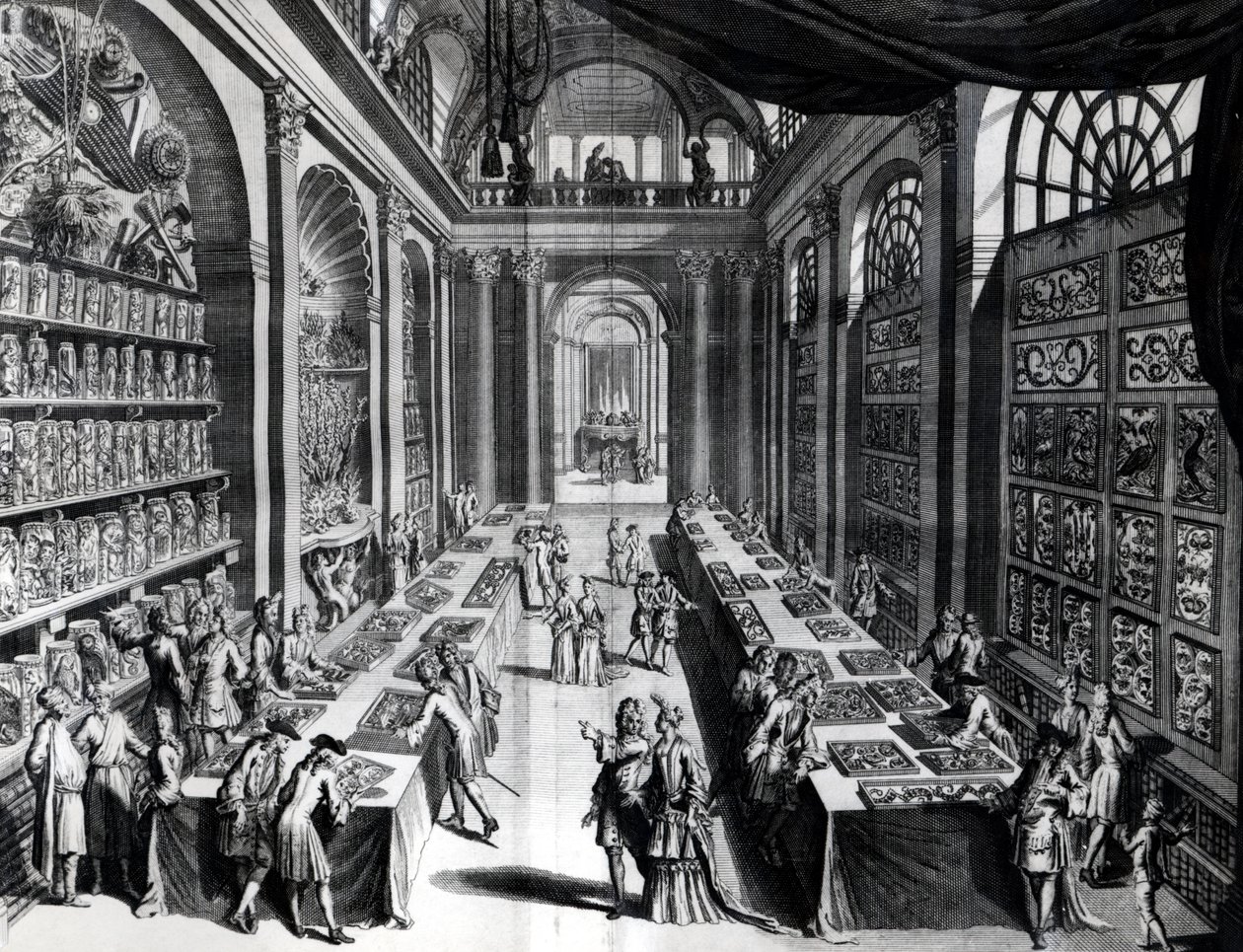 Levin Vincents收集的好奇心，来自Nature&39;s The Wonders，1719年的插图 作者 荷兰学校