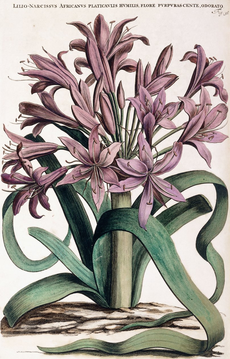 Lillio-Narcissus，1697-1701年 作者 荷兰学校
