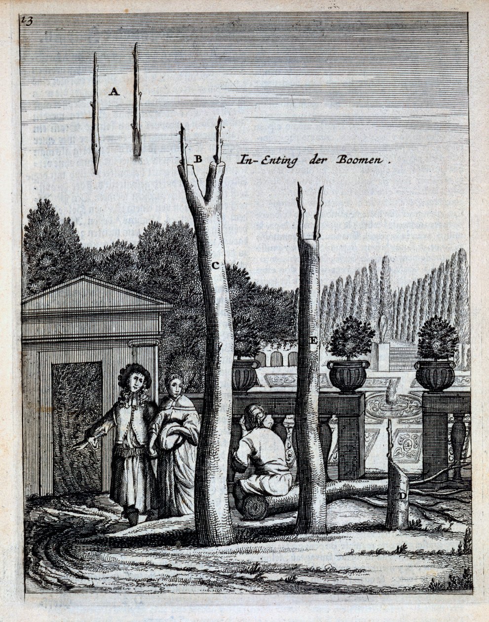 石灰和橘子树，来自De Nederlandze Hesperides，由Jan Commelin于1676年出版 作者 荷兰学校