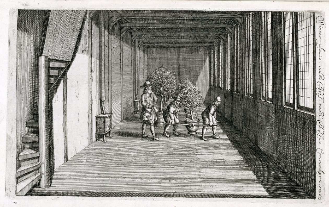 1676年出版的Jan Commelin的De Nederlandze Hesperides将树木搬进了花园 作者 荷兰学校