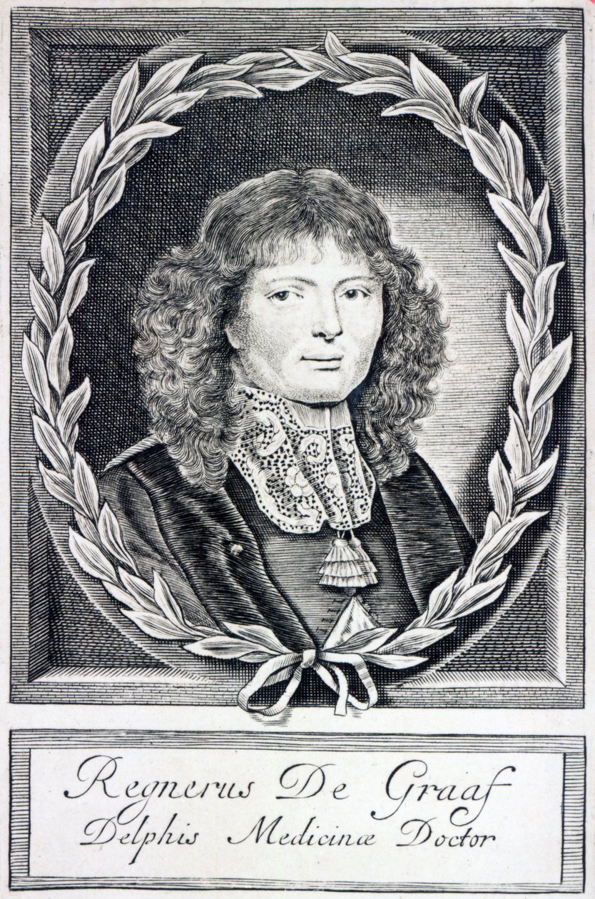 Regnier de Graaf，c.1670 作者 荷兰学校