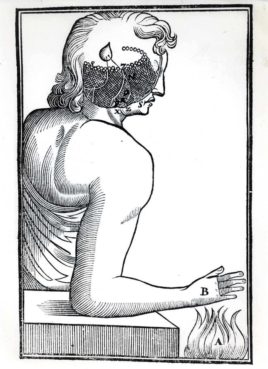 感觉的感知，来自Rene Descartes的De Homine Figuris（1596-1650）于1677年在阿姆斯特丹出版 作者 荷兰学校