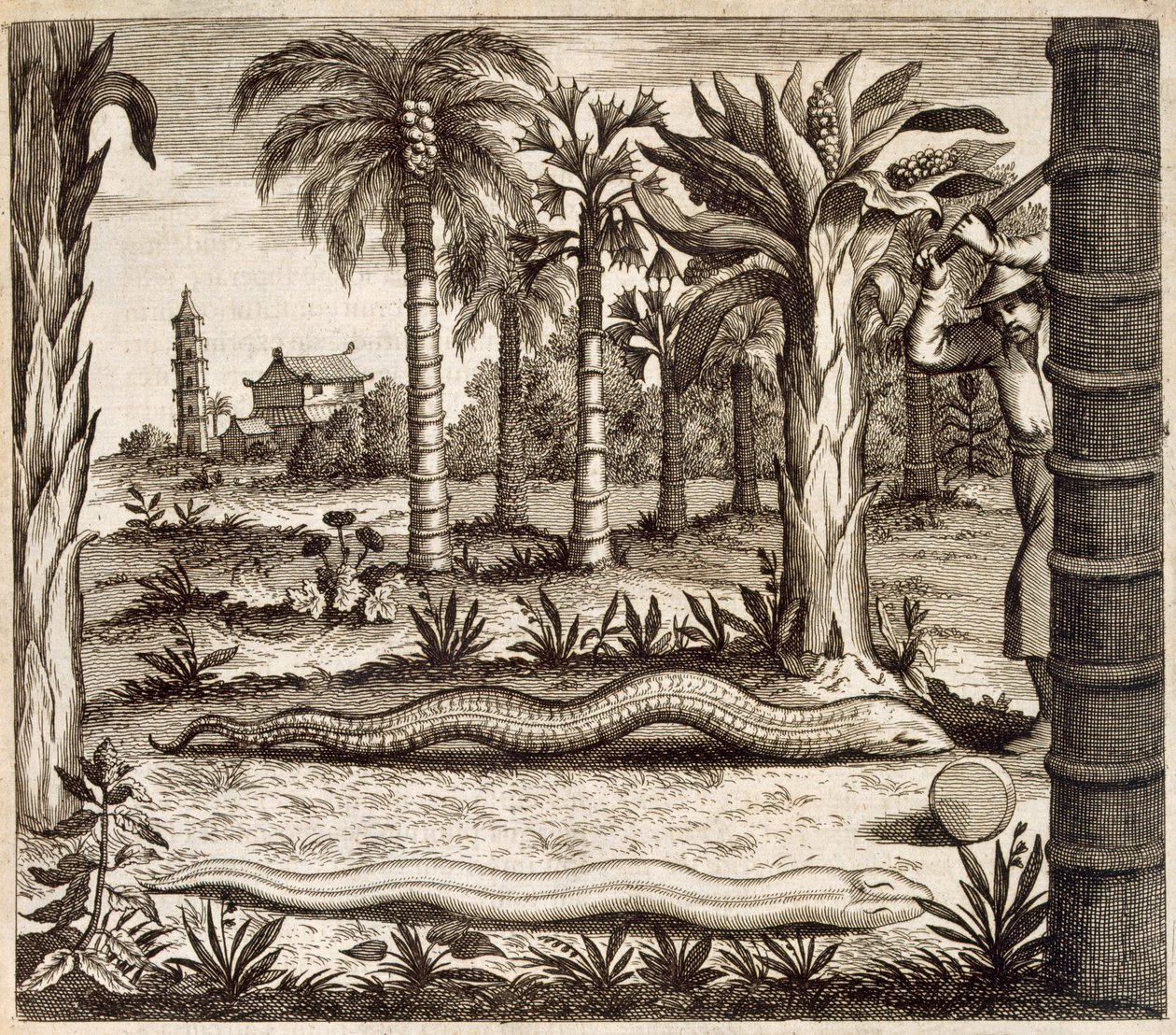 The Stone Snake，来自中国，由Athanasius Kircher（1601-80）1667画报 作者 荷兰学校