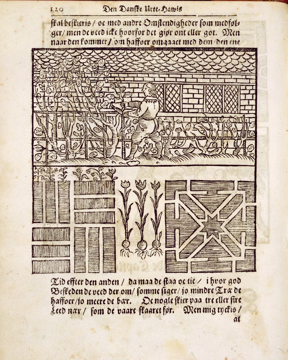 花园里的培训和种植，来自The Dutch Gardener，由Johann van der Groen于1699年出版 作者 荷兰学校