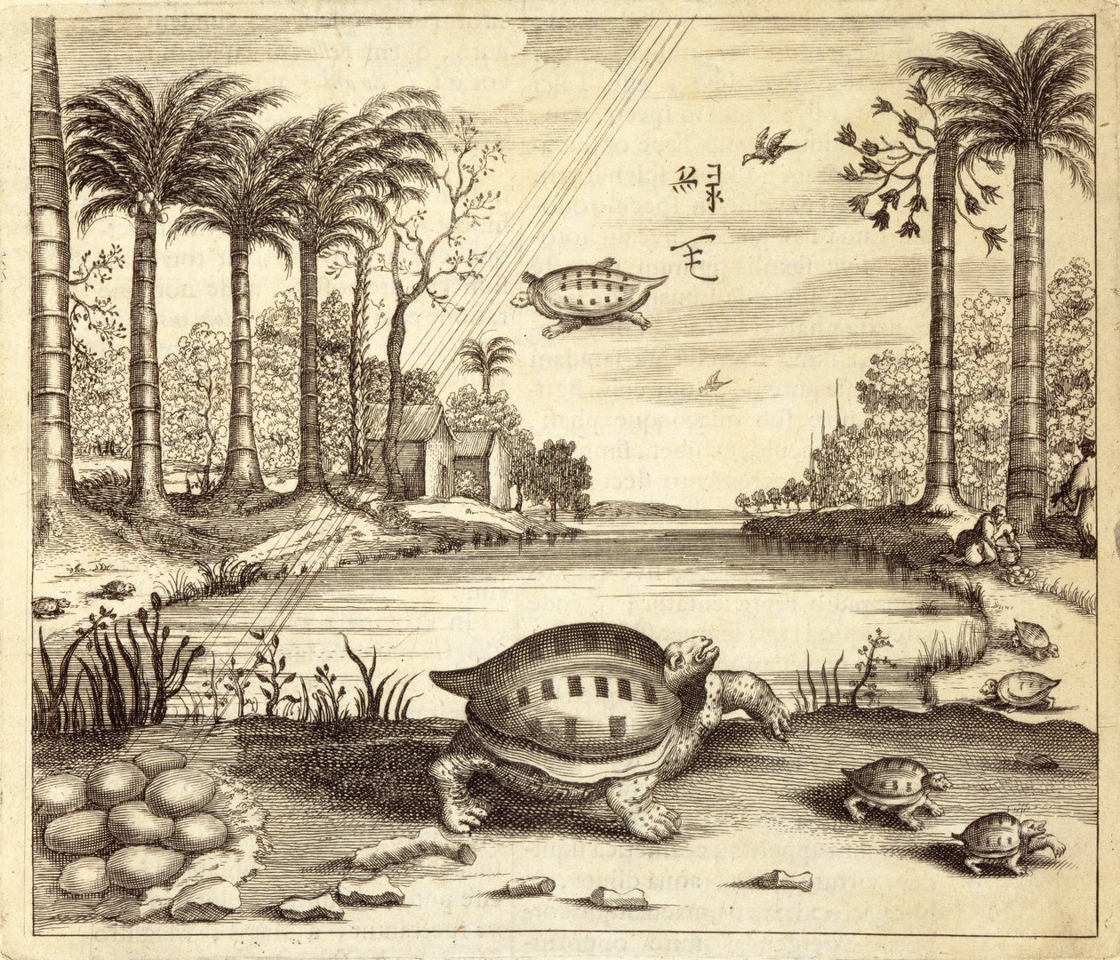 来自中国的龟蛋孵化，由Athanasius Kircher（1601-80）1667绘制 作者 荷兰学校