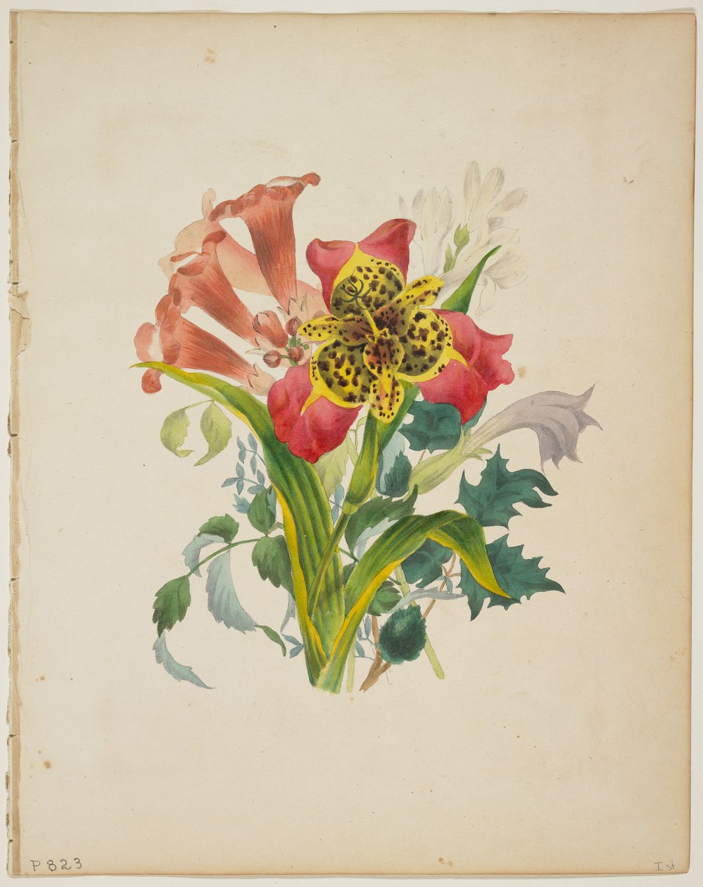 喇叭藤的花束，来自Flora&39;s Dictionary，1838 作者 EW主机