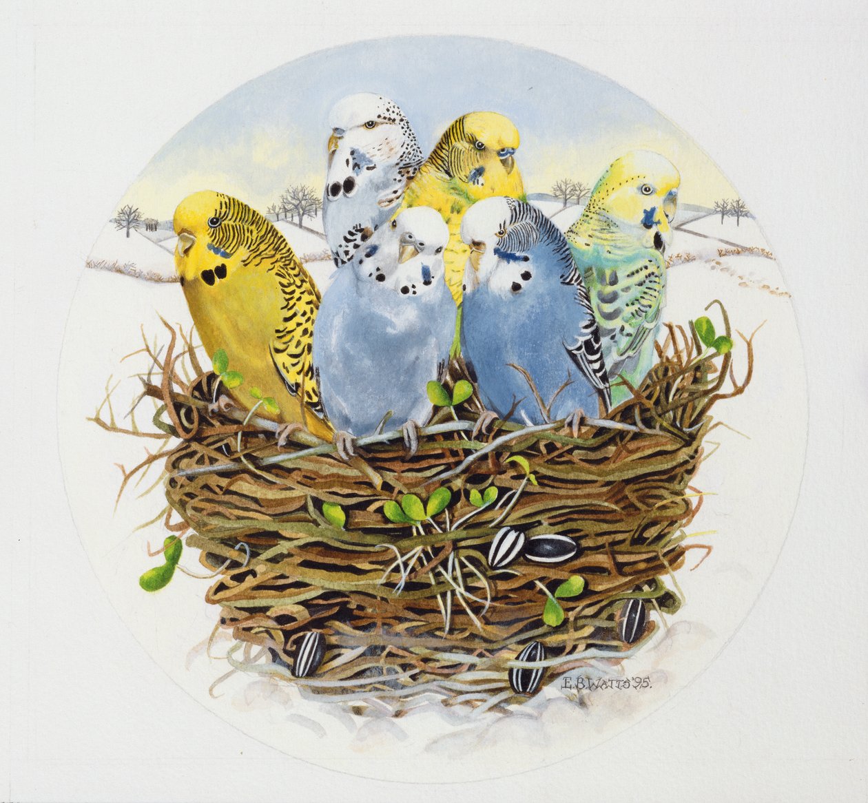 巢中的虎皮鹦鹉，1995（丙烯酸） 作者 EB瓦特