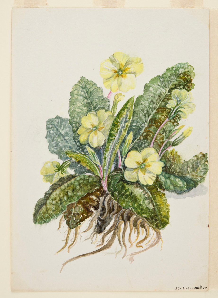 Primula vulgaris Huds Primrose，约1920年代。 作者 EF克劳利