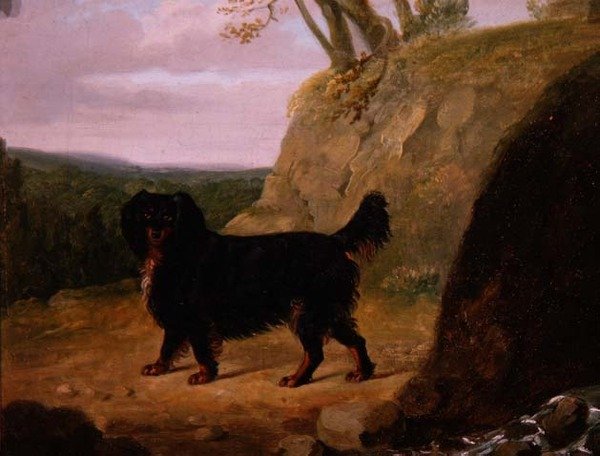 景观中的可卡犬 作者 EW ill