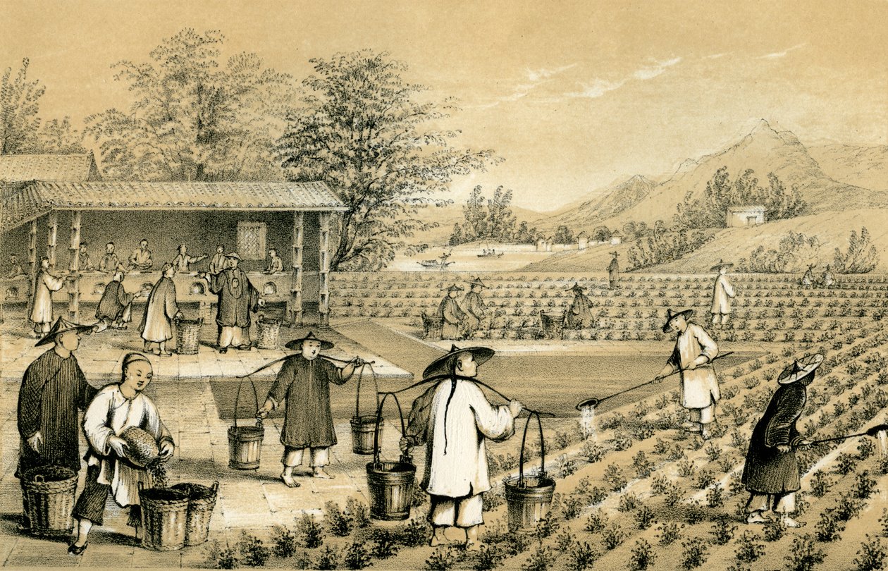 茶叶的培养和制备，中国，1847年。 作者 吉尔克斯