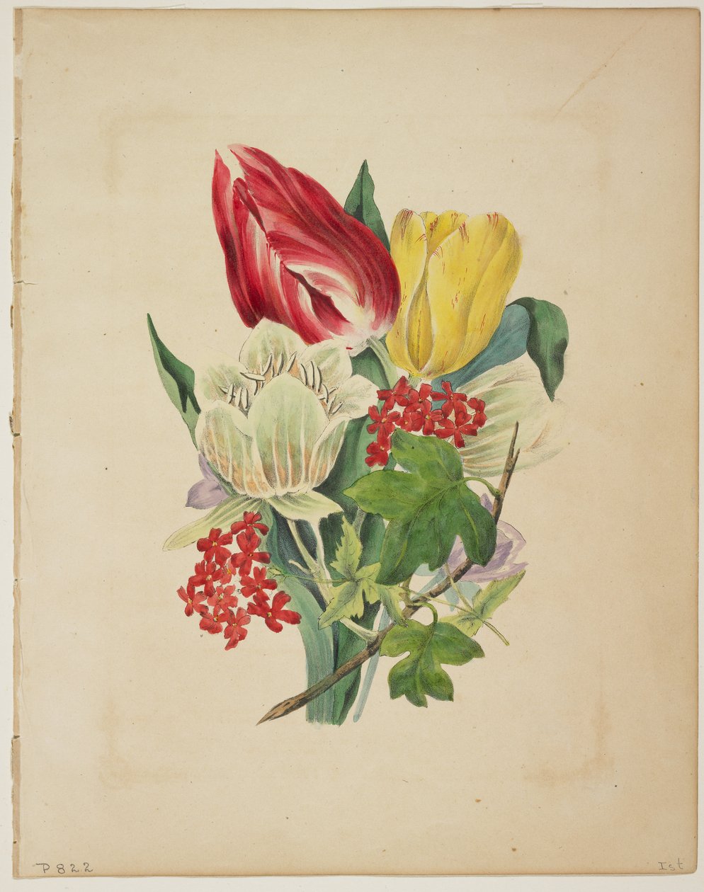 郁金香花束，来自Flora&39;s Dictionary，1838 作者 EW主机