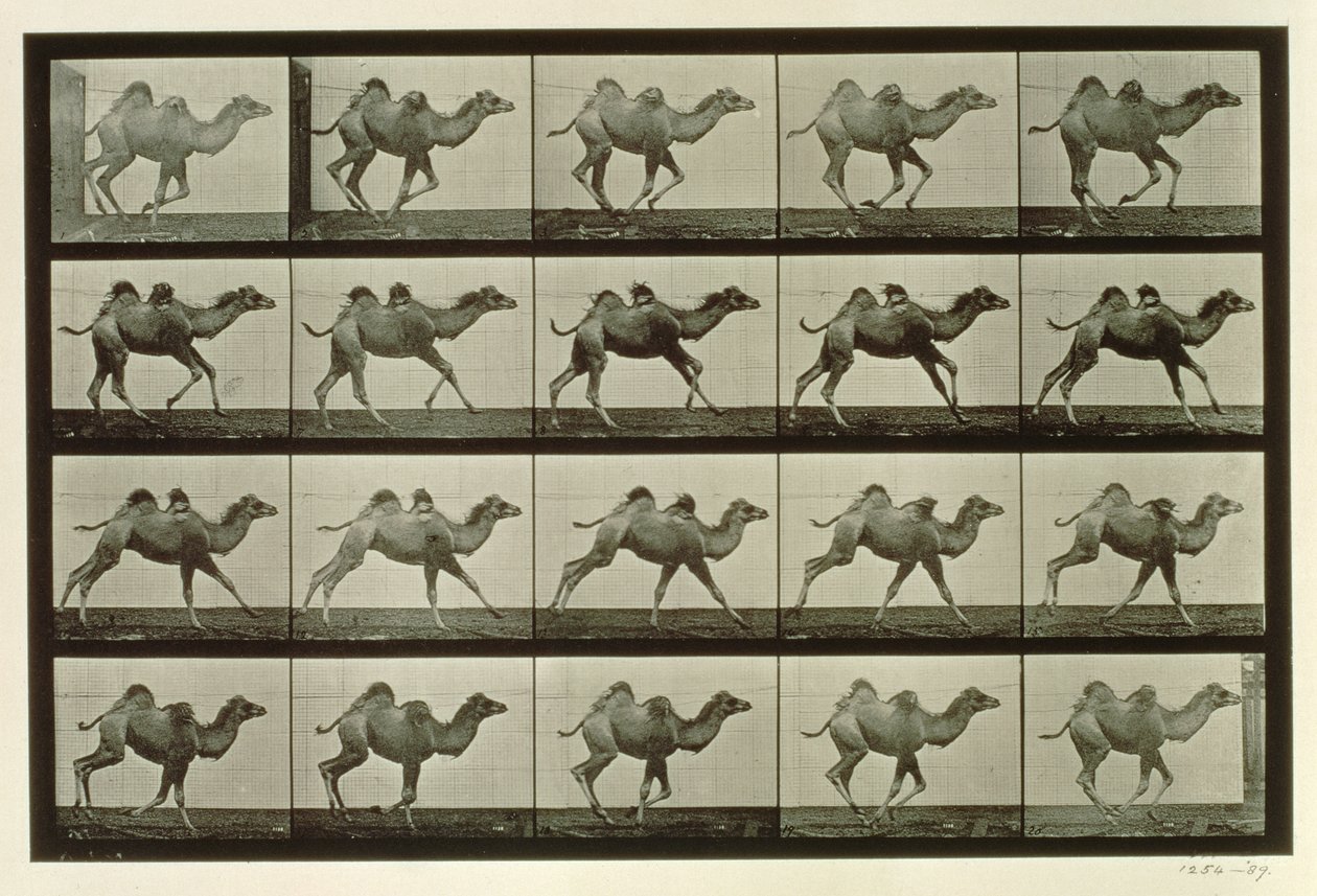 骆驼，来自&39;动物运动&39;的盘子，1887年 作者 爱德沃德·迈布里奇