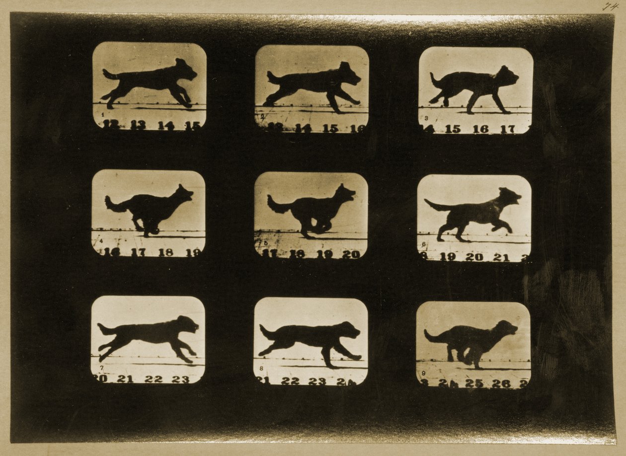 狗的跑步，来自&39;动物运动&39;系列，c.1881 作者 爱德沃德·迈布里奇