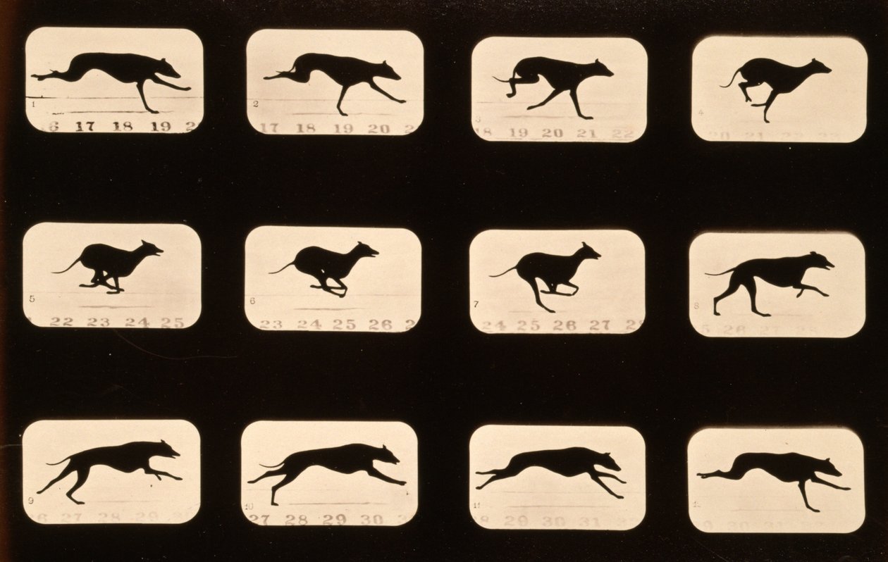 Greyhound，运行&39;Animal Locomotion&39;系列，c.1881 作者 爱德沃德·迈布里奇