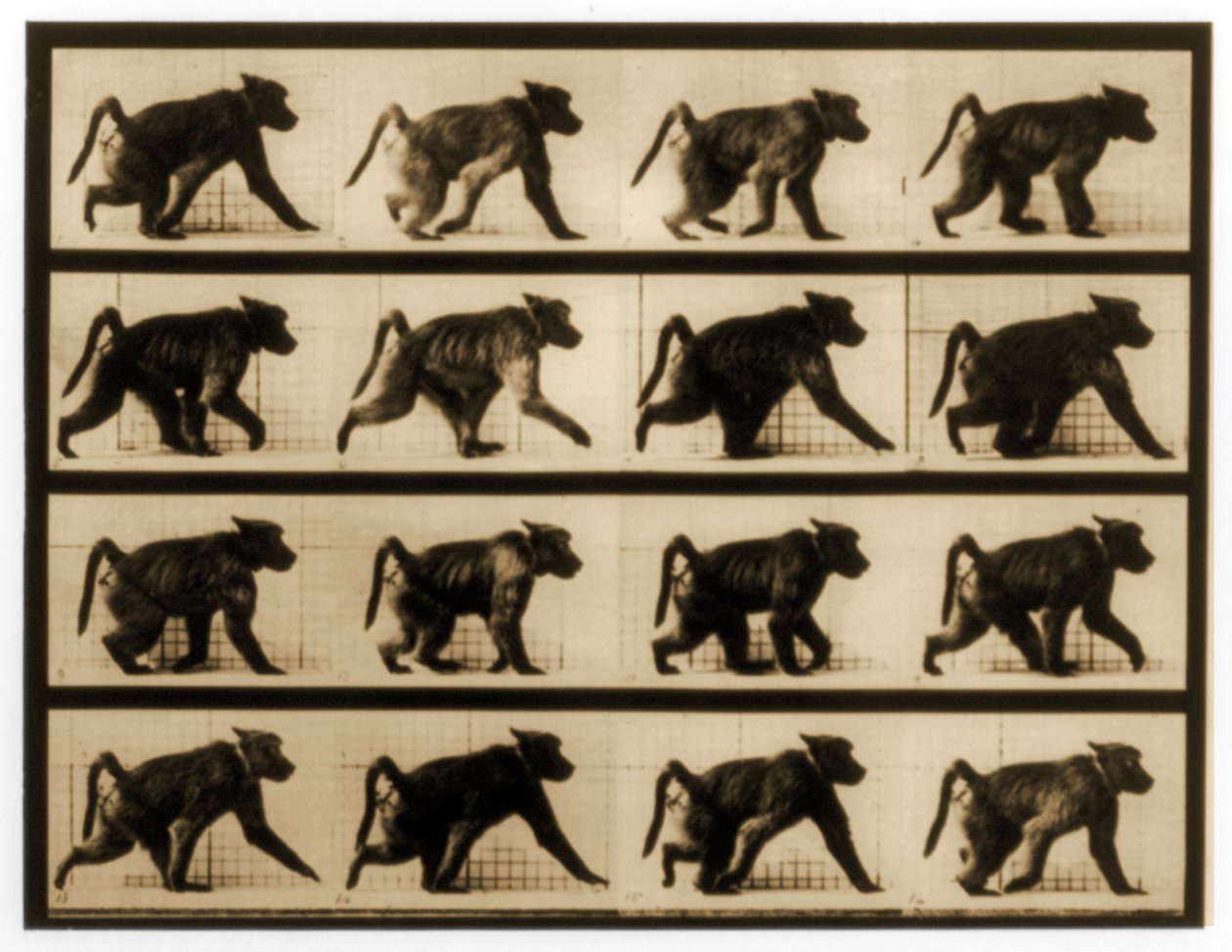 狒狒奔跑的图像序列，&39;动物运动&39;系列，c.1887 作者 爱德沃德·迈布里奇