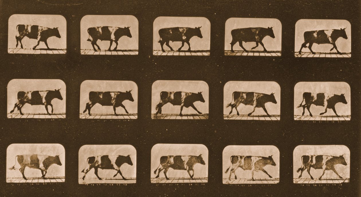牛运行的图像序列，&39;动物运动&39;系列，c.1881 作者 爱德沃德·迈布里奇