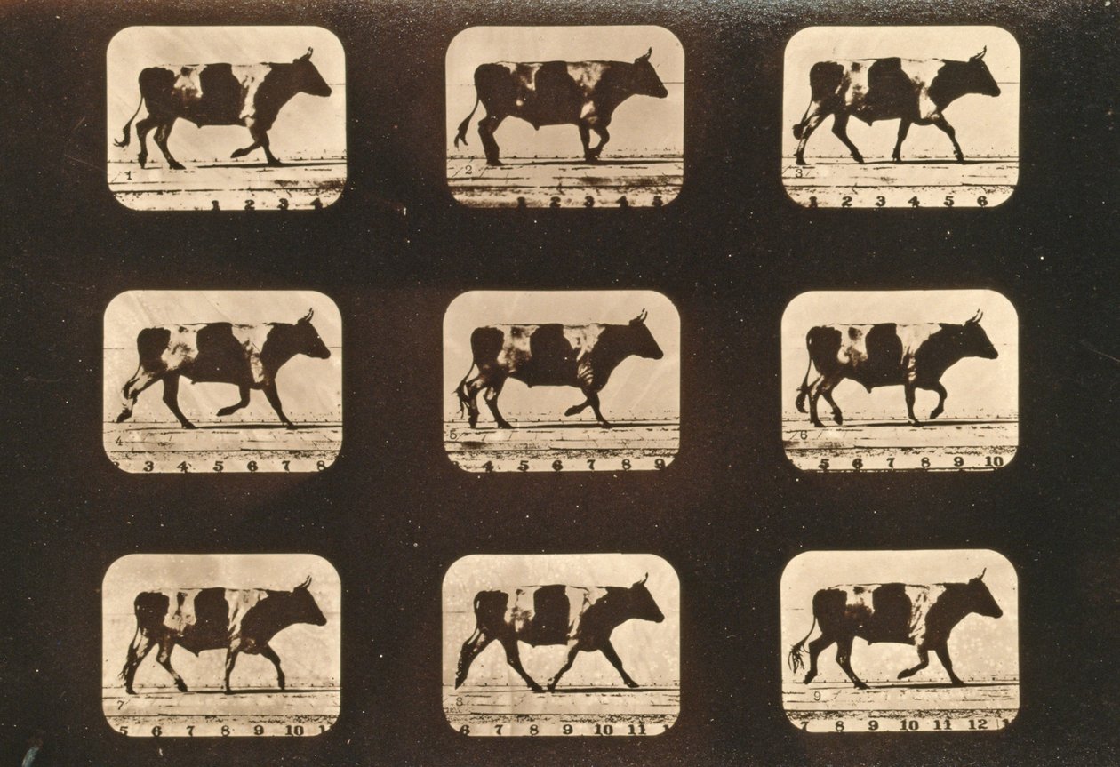 牛小跑的图像序列，&39;动物运动&39;系列，c.1881 作者 爱德沃德·迈布里奇
