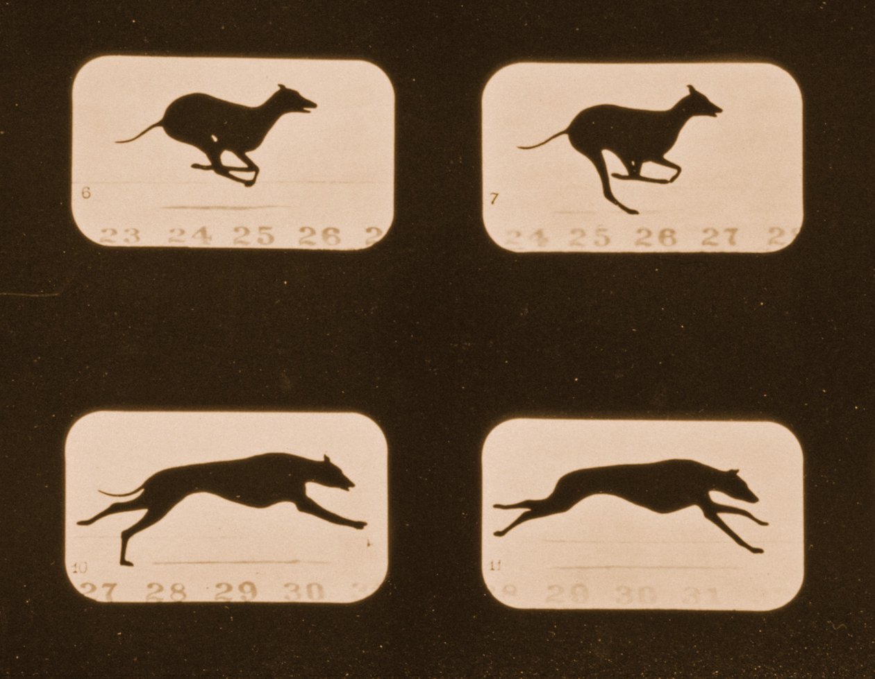 运行Greyhounds的图像序列，&39;Animal Locomotion&39;系列，c.1881 作者 爱德沃德·迈布里奇