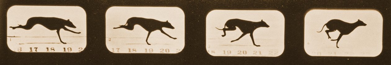 运行Greyhounds的图像序列，&39;Animal Locomotion&39;系列，c.1881 作者 爱德沃德·迈布里奇