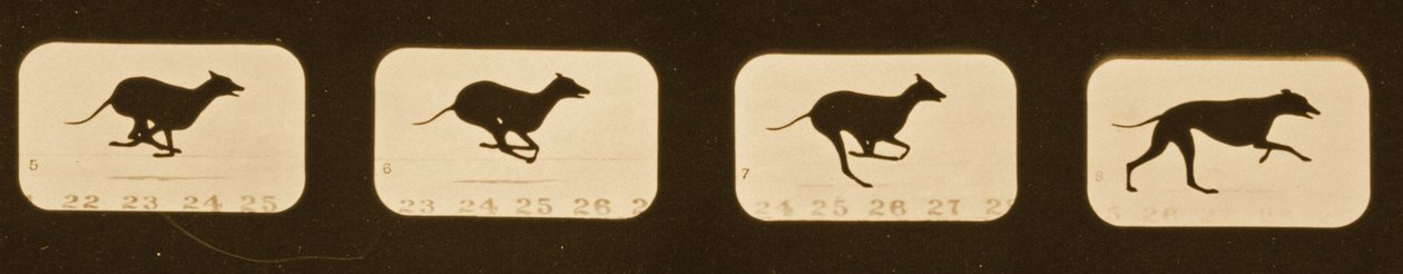 运行Greyhounds的图像序列，&39;Animal Locomotion&39;系列，c.1881 作者 爱德沃德·迈布里奇