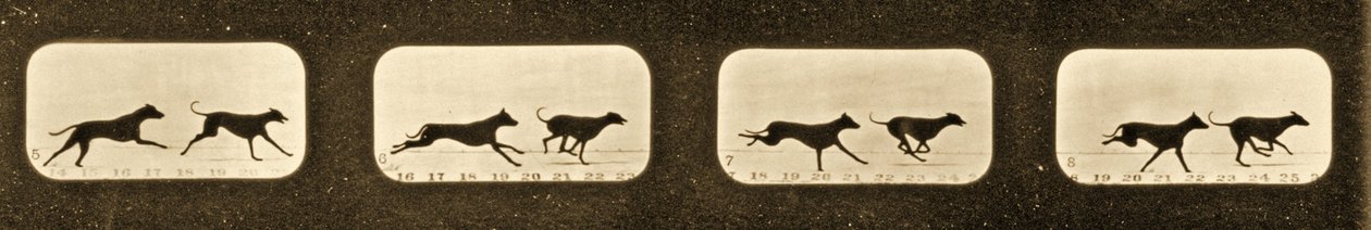 运行Greyhounds的图像序列，&39;Animal Locomotion&39;系列，c.1881 作者 爱德沃德·迈布里奇