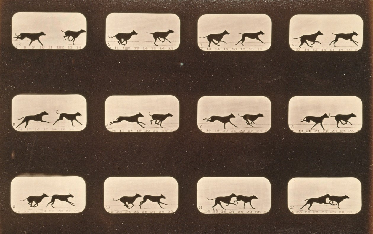 运行Greyhounds的图像序列，&39;Animal Locomotion&39;系列，c.1881 作者 爱德沃德·迈布里奇