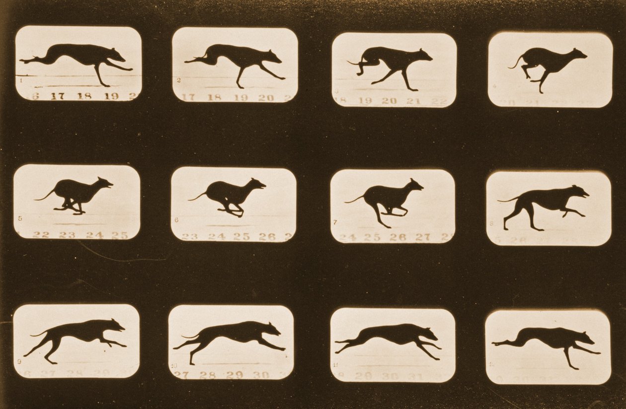 运行Greyhounds的图像序列，&39;Animal Locomotion&39;系列，c.1881 作者 爱德沃德·迈布里奇