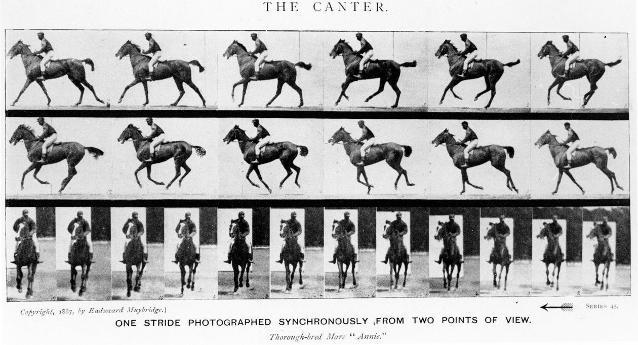 The Canter：One Stride Photographer从两个角度同步，1887年，Endweard Muybridge的“动物在动画”中的插图，1907年版 作者 爱德沃德·迈布里奇