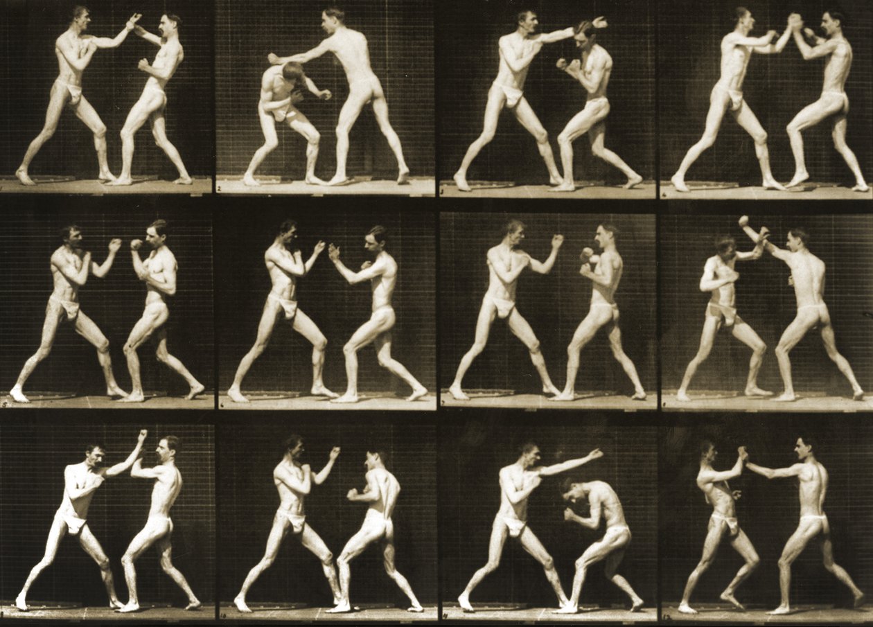 两名男子拳击，来自&39;动物运动;系列，c.1881 作者 爱德沃德·迈布里奇