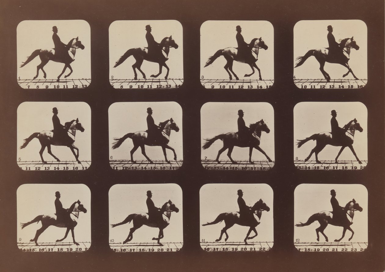 运动中的动物的态度》，1879年，1881年印刷。 作者 爱德沃德·迈布里奇